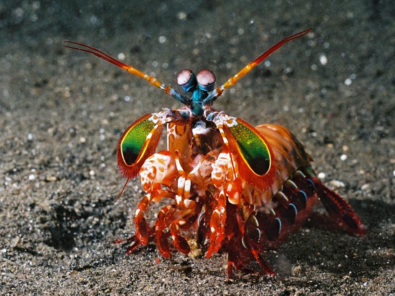 Animals I Won’t Be Messing With: Mantis Shrimp